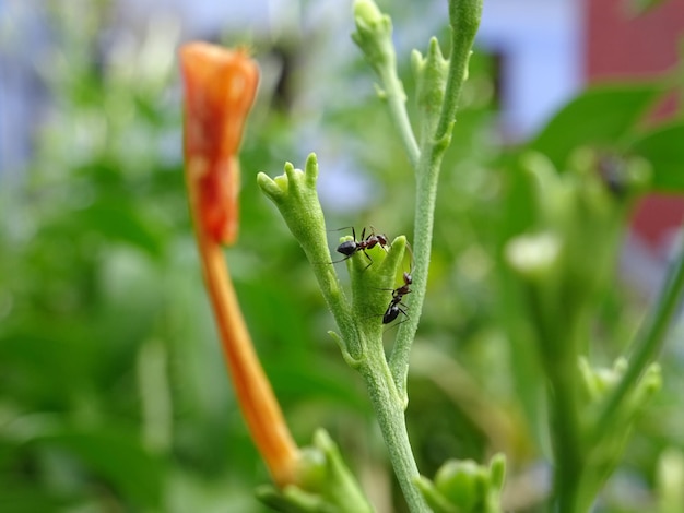 Photo close-up of ants on plant