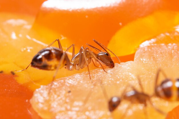 Close-up of ants pollinating food
