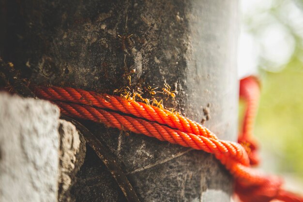 Photo close-up of ants on rope tied to metallic pole