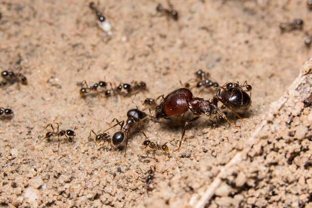 Photo close-up of ants