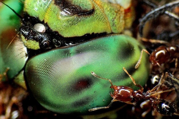 Photo close-up of ants