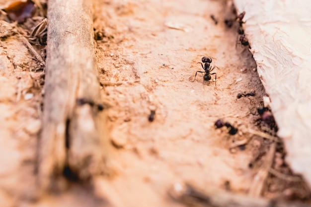 Photo close-up of ants