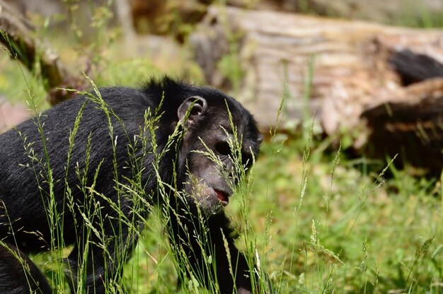 Photo close-up of a ape on field