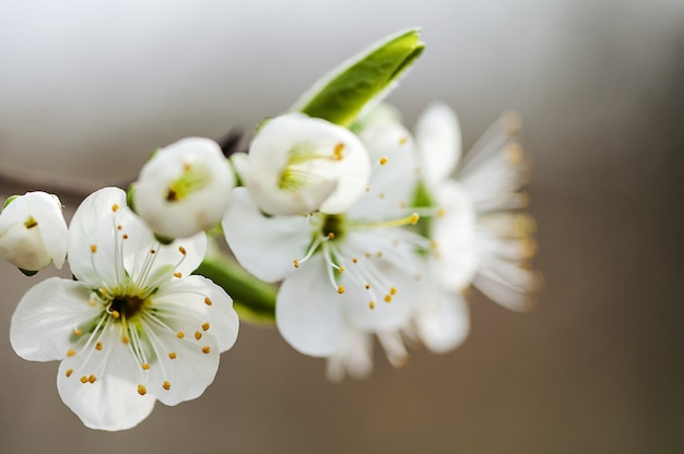 Close-up of apple blossoms. Apple tree branch flowers.