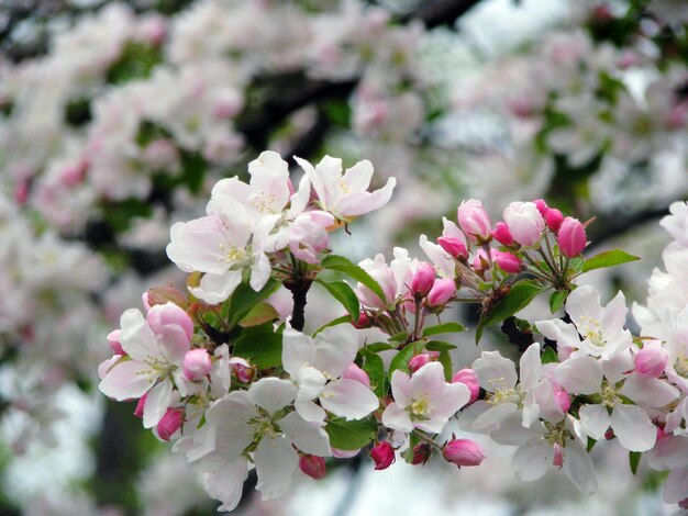 Close-up of apple blossoms blooming outdoors