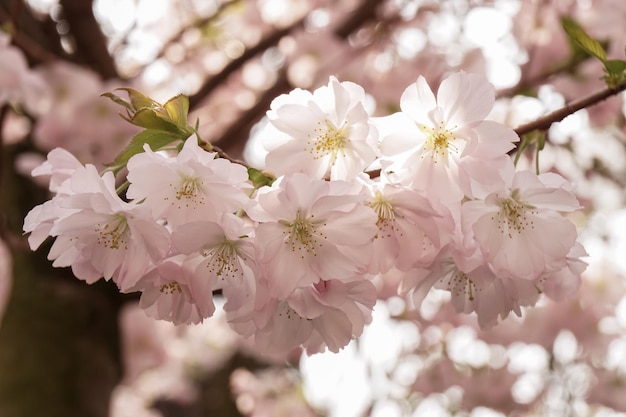 春のリンゴの花のクローズアップ