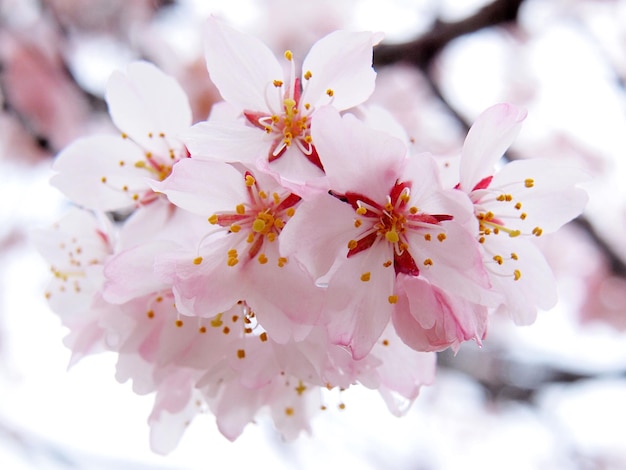 Photo close-up of apple blossoms in spring