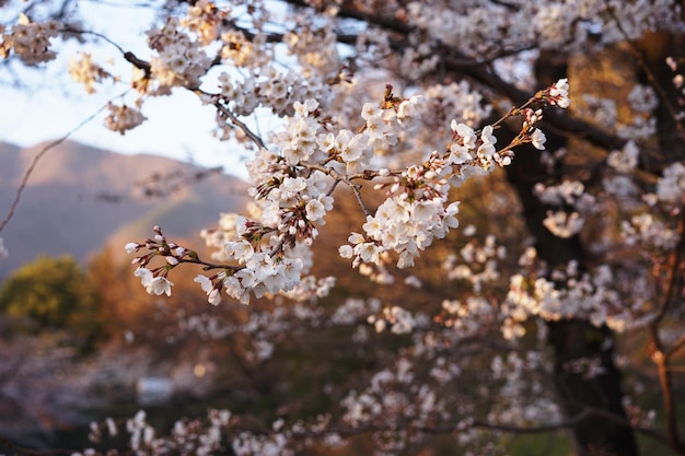 Foto close-up dei fiori di mela in primavera