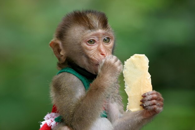 Photo close-up of apple eating food