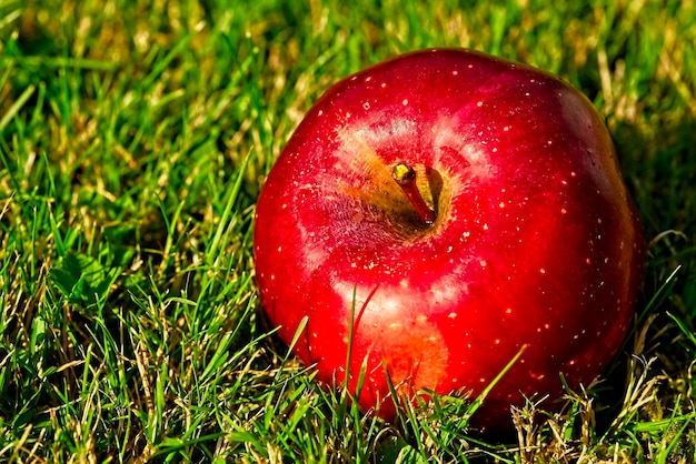 Photo close-up of apple on field