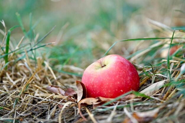 Photo close-up of apple on field