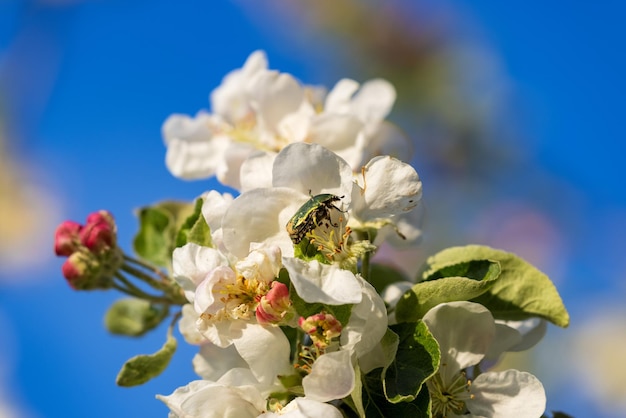 The close-up of the apple flower in spring