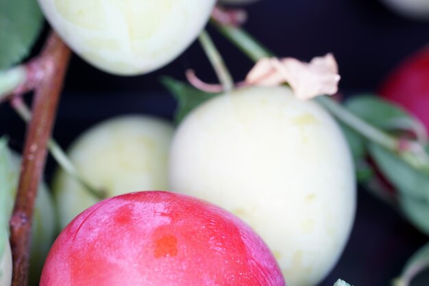 Close-up of apple growing on plant