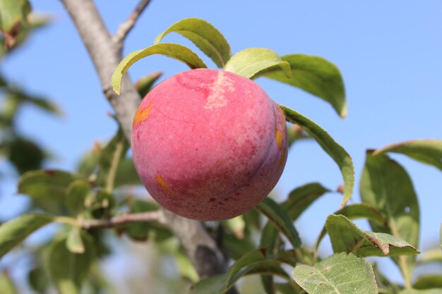 Close-up of apple growing on tree