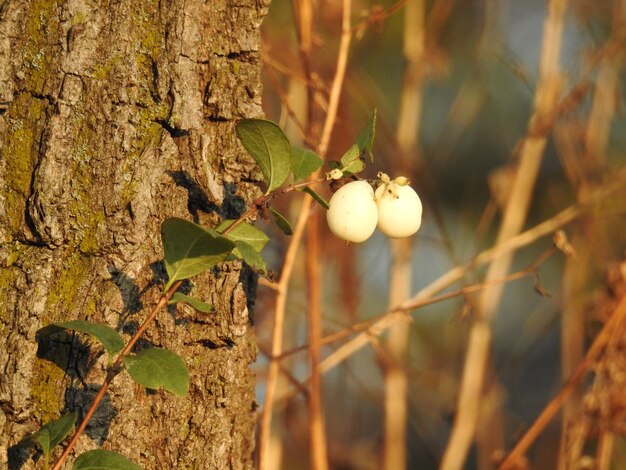 Close-up of apple growing on tree