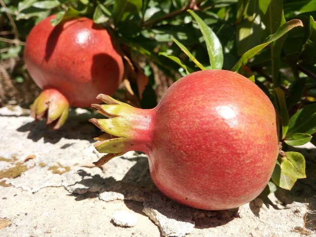 Close-up of apple on plant