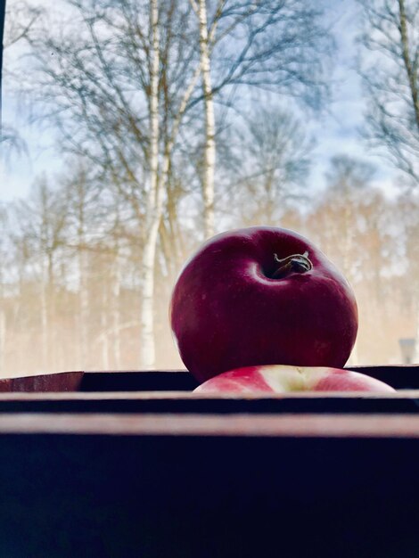 Close-up of apple on tree