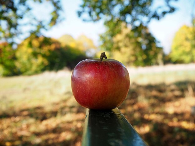 Foto close-up di una mela sull'albero