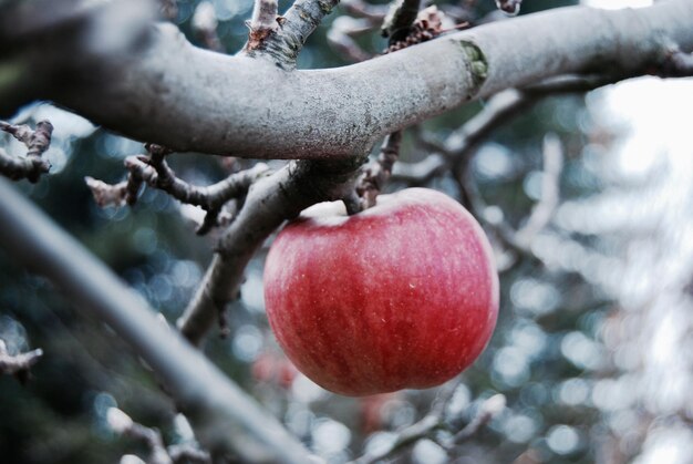 Photo close-up of apple on tree