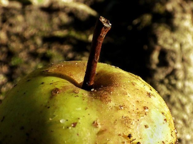 Photo close-up of apple