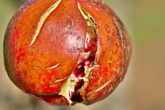 Close-up of apple