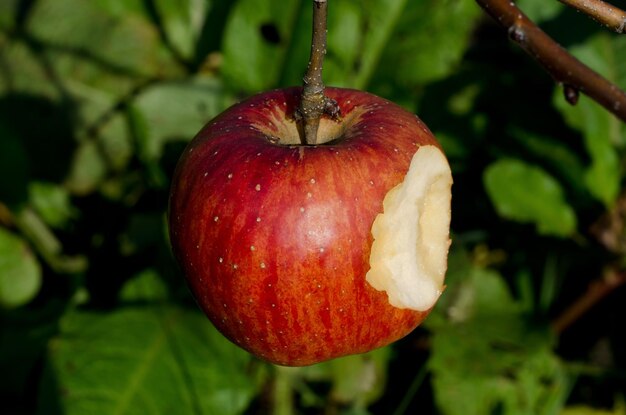 Close-up of apple