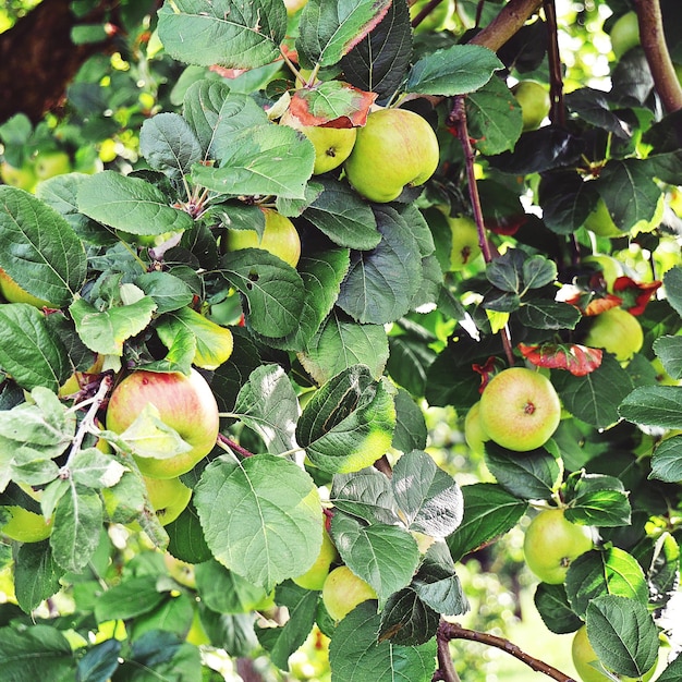 Close-up of apples growing on tree