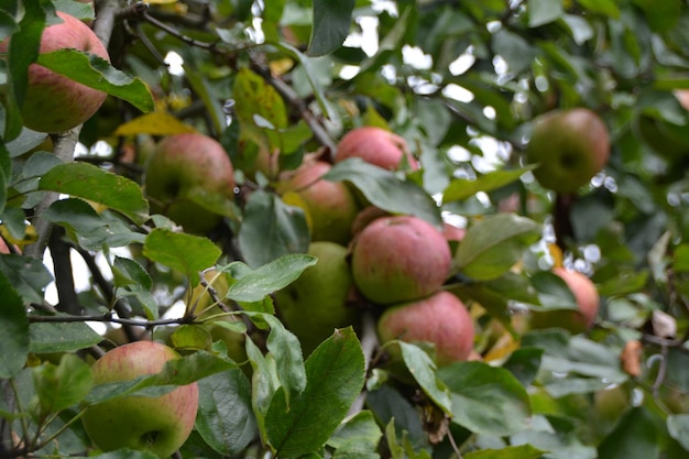 Photo close-up of apples growing on tree