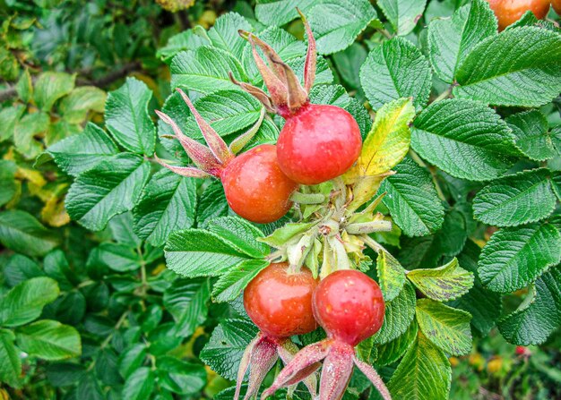 Close-up of apples growing on tree