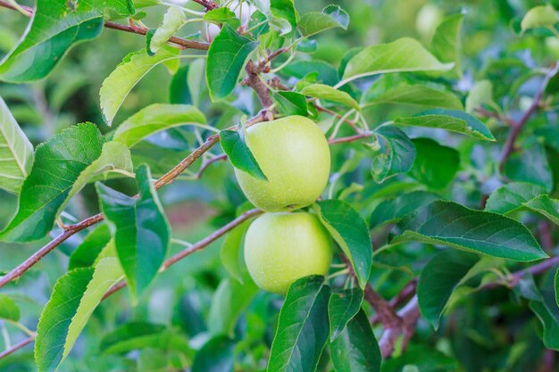 Close-up of apples growing on tree