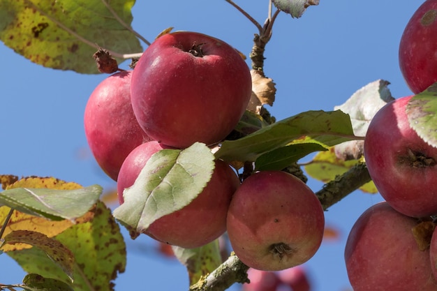 Foto close-up di mele appese all'albero