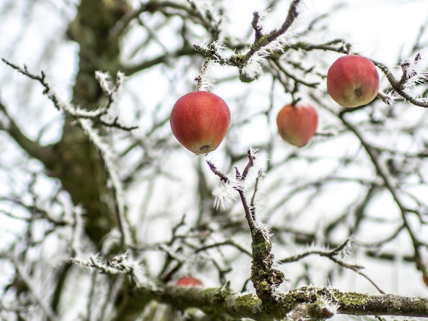 Foto close-up di mele sull'albero in inverno