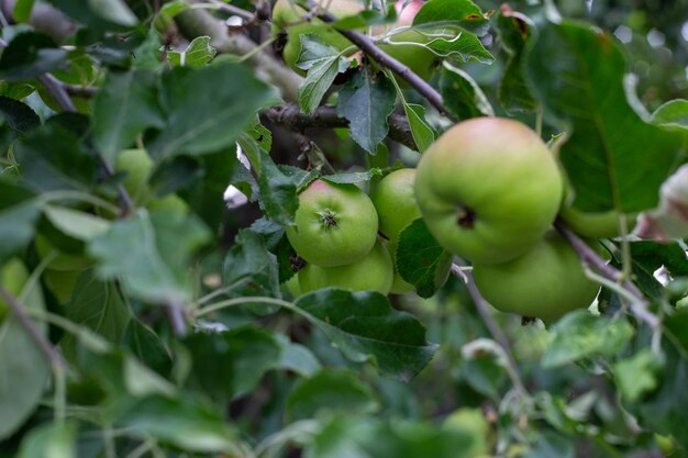 Photo close-up of apples on tree