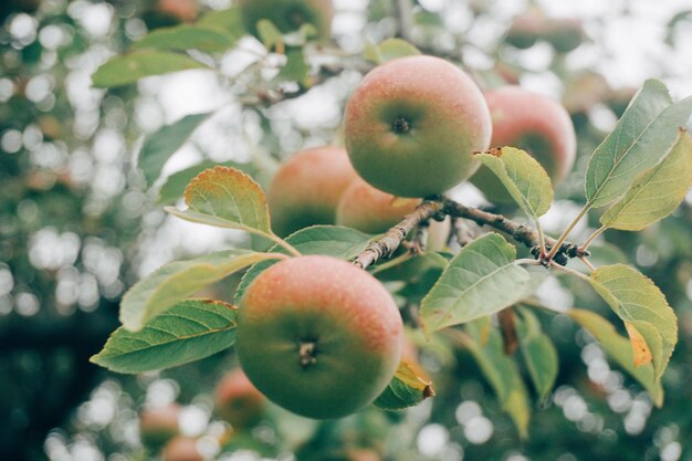 Photo close-up of apples on tree