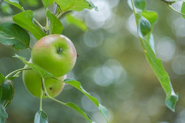 Close-up of apples on tree