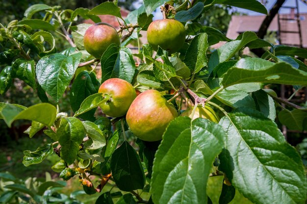 Close-up of apples on tree