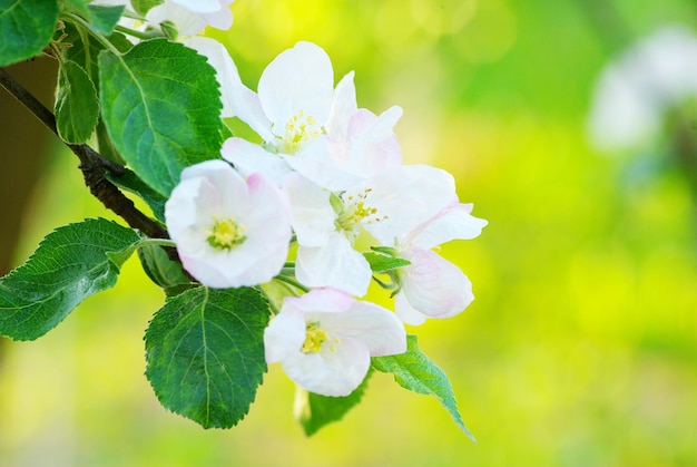 リンゴの木の花のクローズアップ