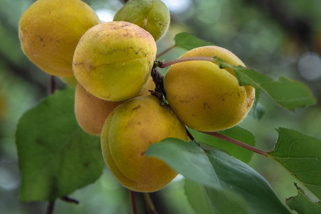 Close up of apricot on the tree.