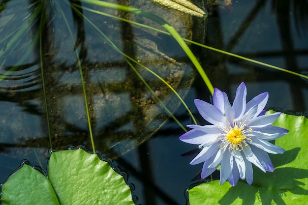 Foto close-up di un fiore acquatico