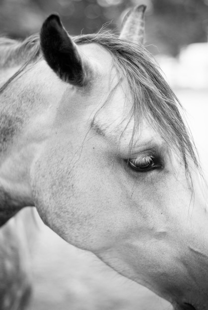 Foto prossimo piano del cavallo arabo