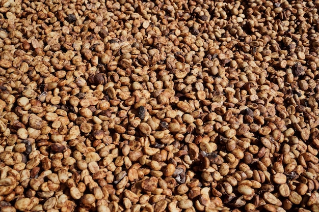 Close-up of arabica coffee beans processed and dried