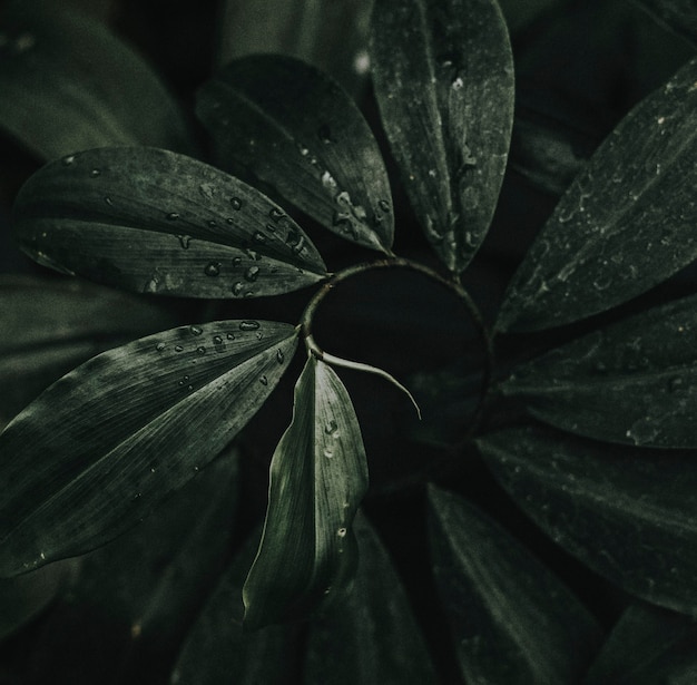 Close up of area palm leaves