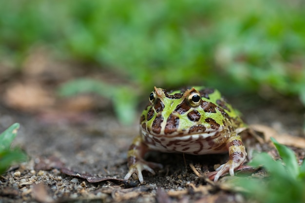 地面にベルツノガエルを閉じる