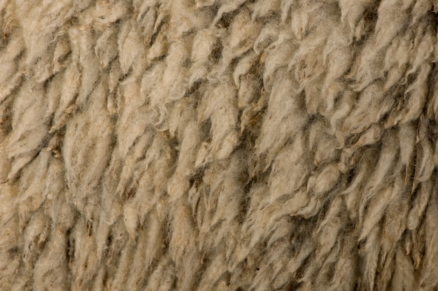 Close-up Arles Merino schapenwol