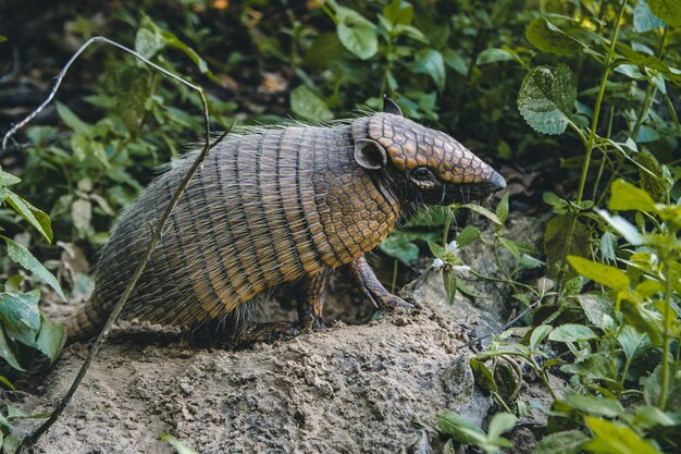 Foto prossimo piano dell'armadillo