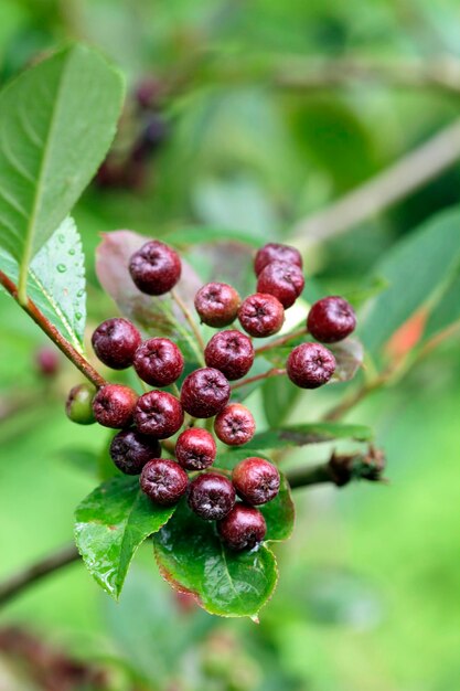 Photo close-up of aronia berries growing on plant