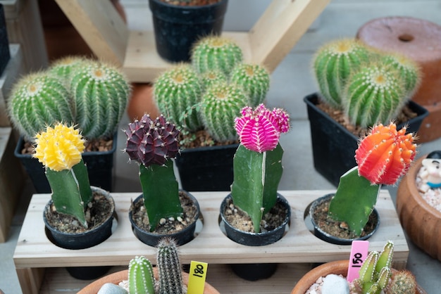 Close up arrangement of beautiful Cactus and succulent plants in door garden plant