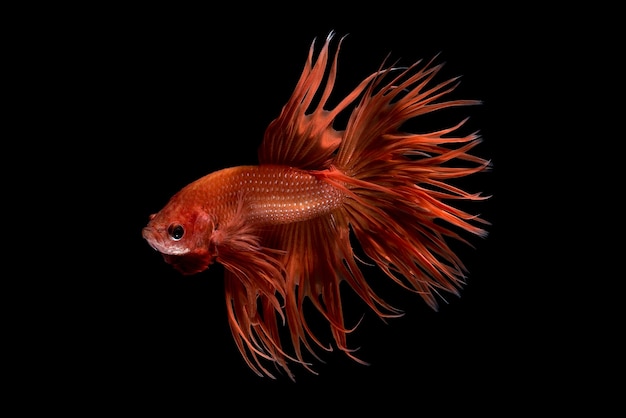 Close up art movement of Betta fish,Siamese fighting fish isolated on black background.Fine art design concept.