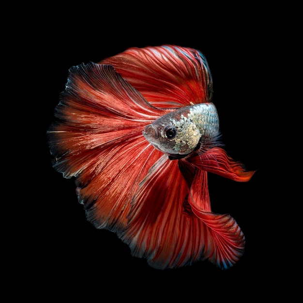 Close up art movement of Betta fish,Siamese fighting fish isolated on black background.Fine art design concept.