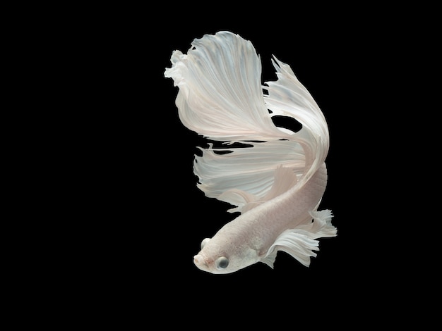 Foto chiuda sul movimento di arte del pesce di betta, pesce combattente siamese isolato su fondo nero.